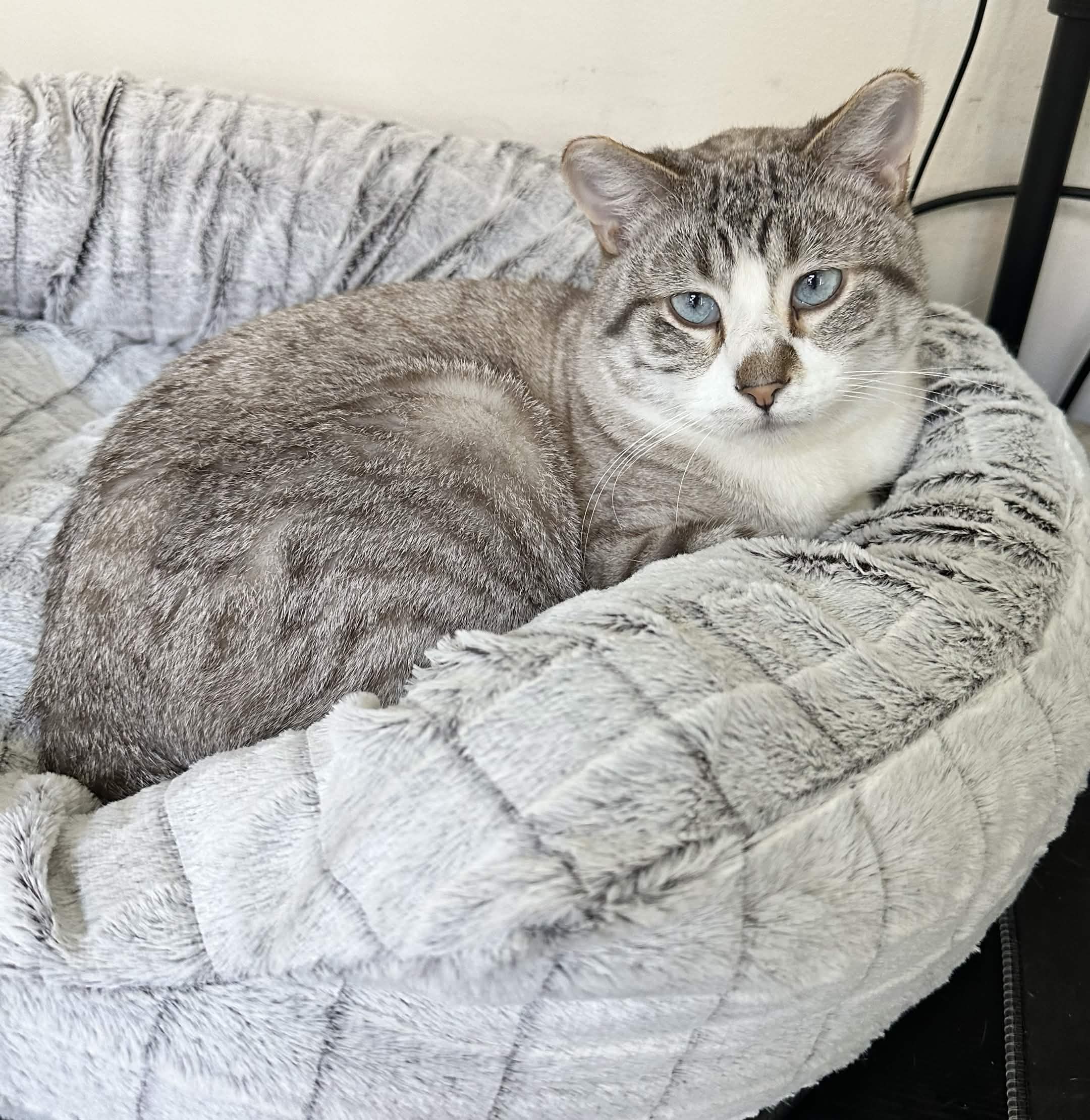 Behold the Glory of Maxwell